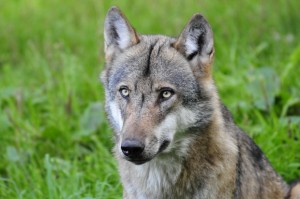 Wolf (Canis lupus)